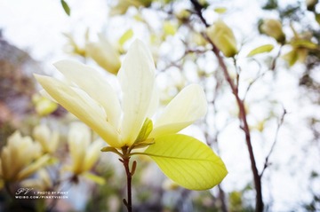 DSC06971 版权