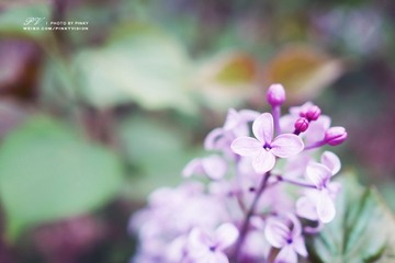 DSC06976 版权