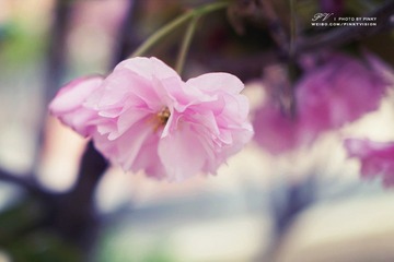 DSC06981 版权