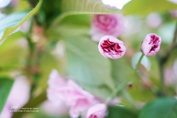 DSC06982 版权