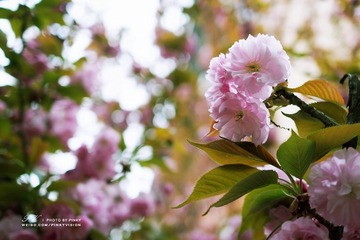 DSC06986 版权