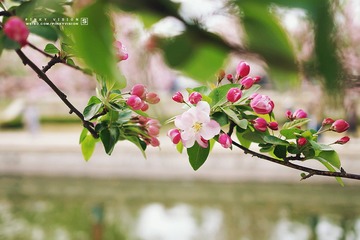 DSC07060 版权