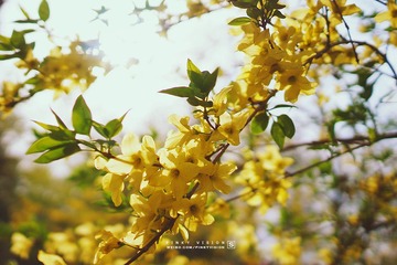 DSC07026 版权