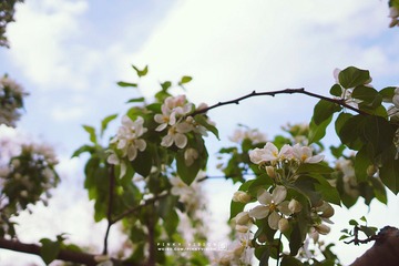 DSC07003 版权