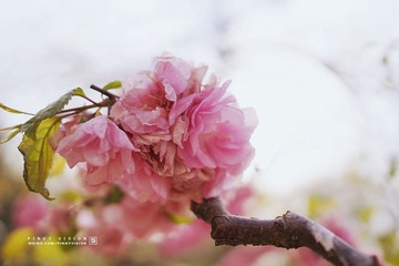 DSC07035 版权