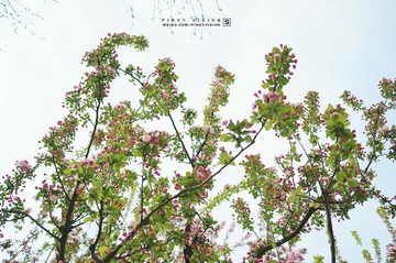 DSC07044 版权