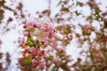 DSC07075 版权