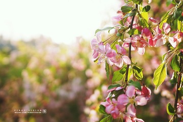 DSC07327 版权