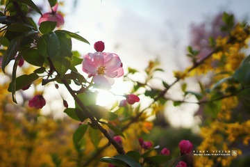 DSC07340 版权