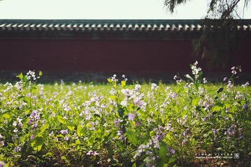 DSC07446 版权