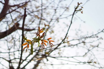 DSC07619 版权