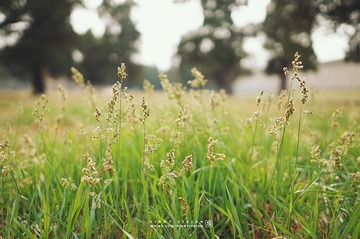 DSC07666 版权