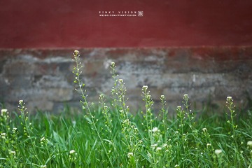 DSC07456 版权