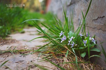 DSC07474 版权
