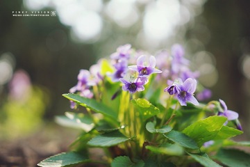 DSC07521 版权