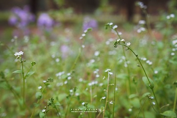 DSC07540 版权
