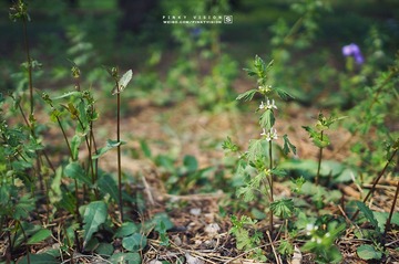 DSC07560 版权