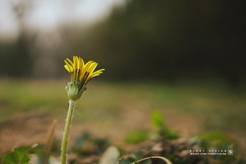 DSC07568 版权