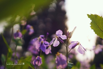 DSC07672 版权