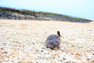 4 IMG_3805 版权