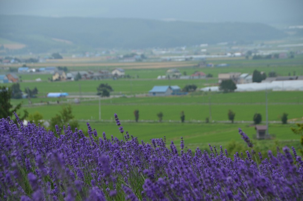 02 北海道原野<br />
暑假去了日本旅行,本来就不宽松的行程,任性地把北海道加进去,变得很紧了。但是北海道不虚此行。北海道的原野和城镇都有一种旋律感,因为温柔的起伏的线条,还有很娴静的色彩。这里的薰衣草和普罗旺斯不一样,普罗旺斯有阳光、小麦和海的气息,北海道的色彩却很温润,像诗。很喜欢这个角度是因为色彩的层次感,原野的绿色还有远山的墨绿色,把薰衣草变得很灵性。
