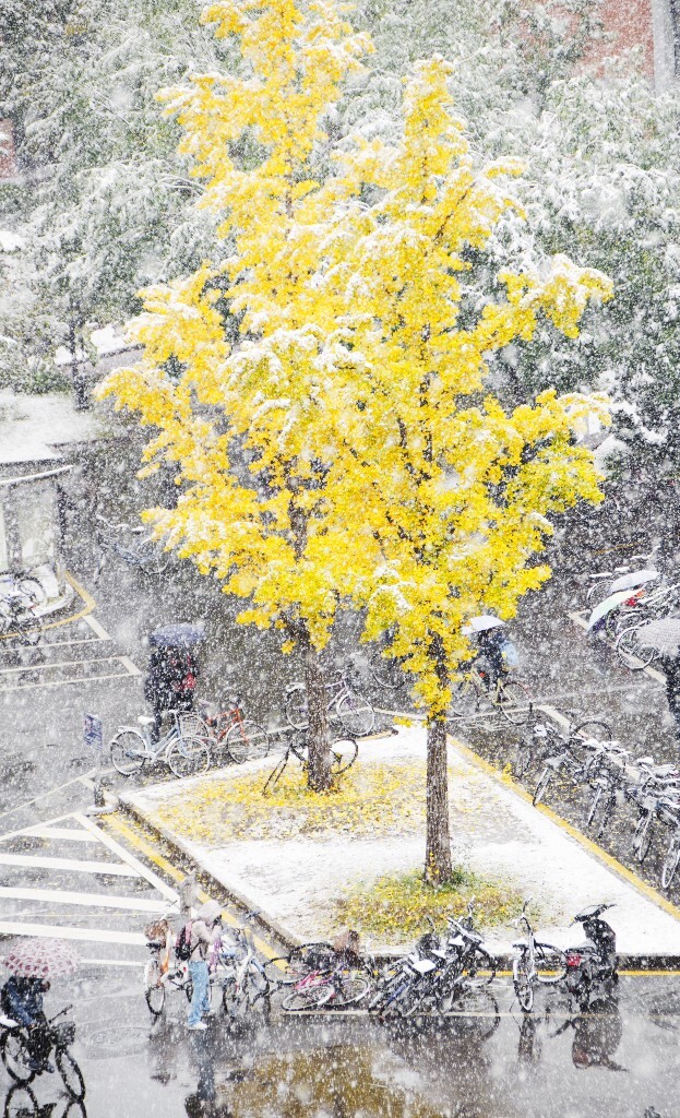 09 你在北方的深秋大雪纷飞<br />
11.06 的初雪,来得猝不及防。周四惯于熬夜,因此那个周五并没有能够早起,起床发现大雪纷飞的时候已经后悔莫及,只能怪自己对摄影还爱得不够深。在宿舍的窗口匆匆抓下了这张,金银两色的秋天我还是第一次见到,这场雪是清华园送给我的又一个惊喜。