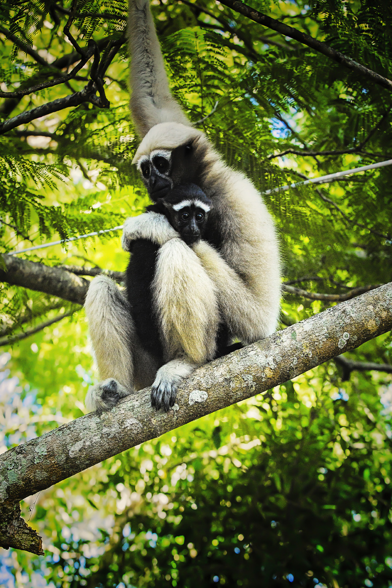 缅甸眉缪森林公园