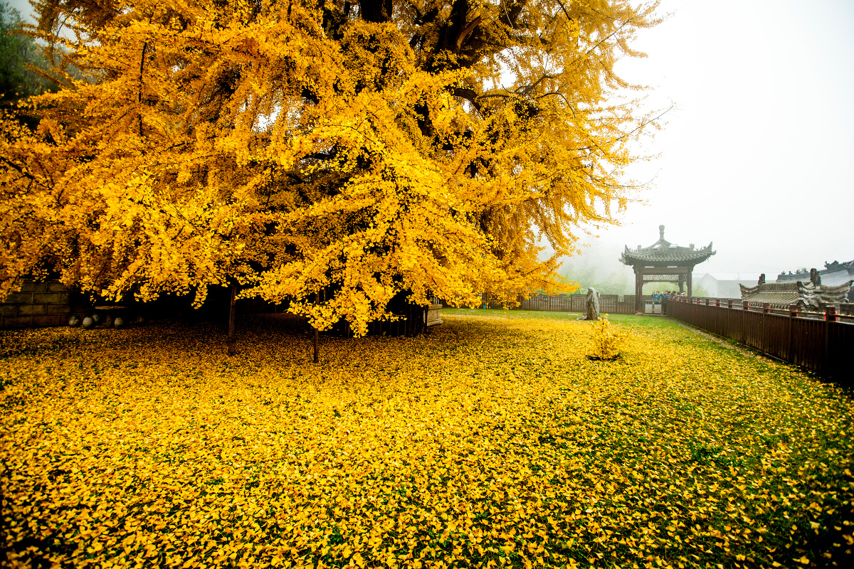 千年银杏树西安古观音禅寺