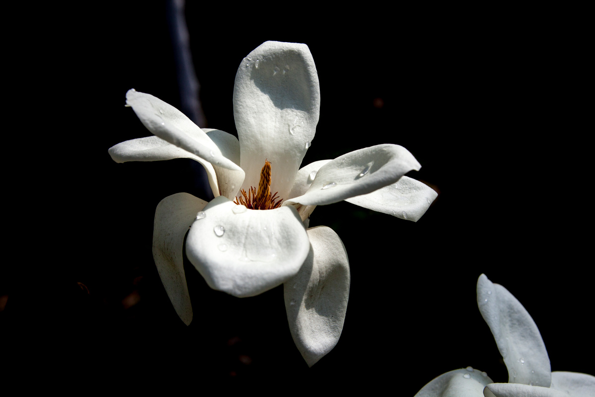 白玉兰深色背景magnoliaflowerwithdarkbackground