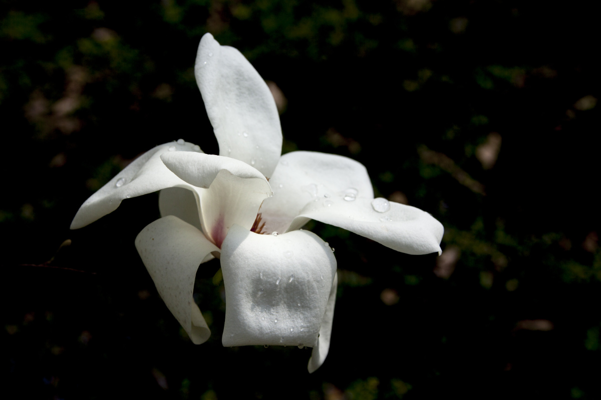 白玉兰深色背景magnoliaflowerwithdarkbackground