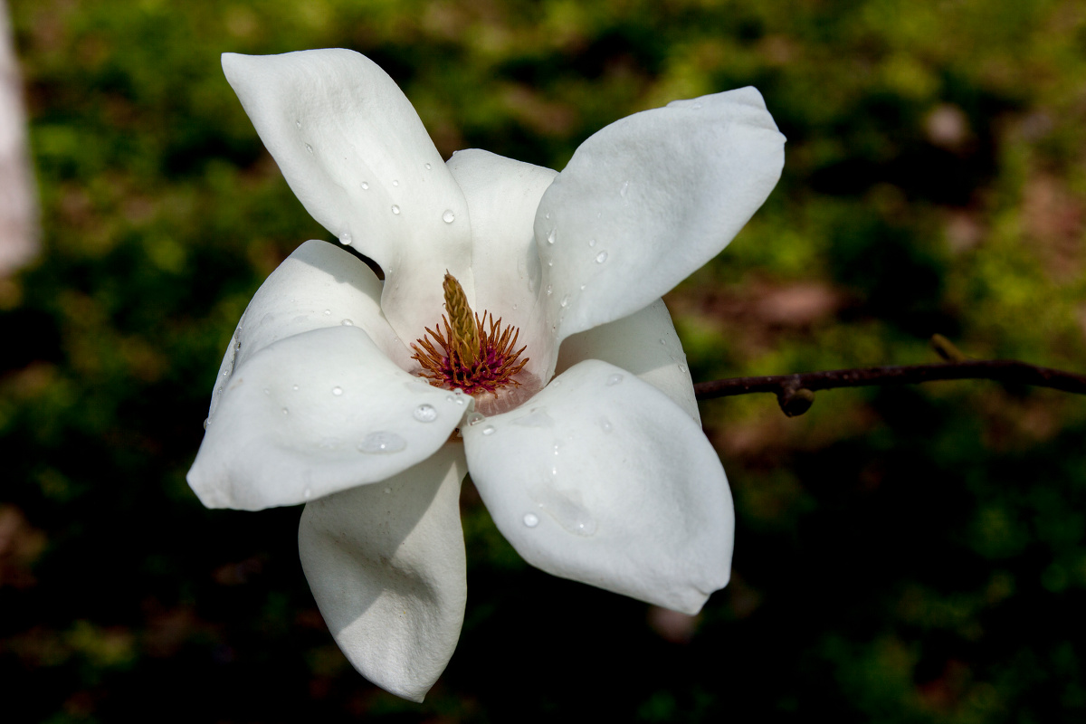 白玉兰深色背景magnoliaflowerwithdarkbackground