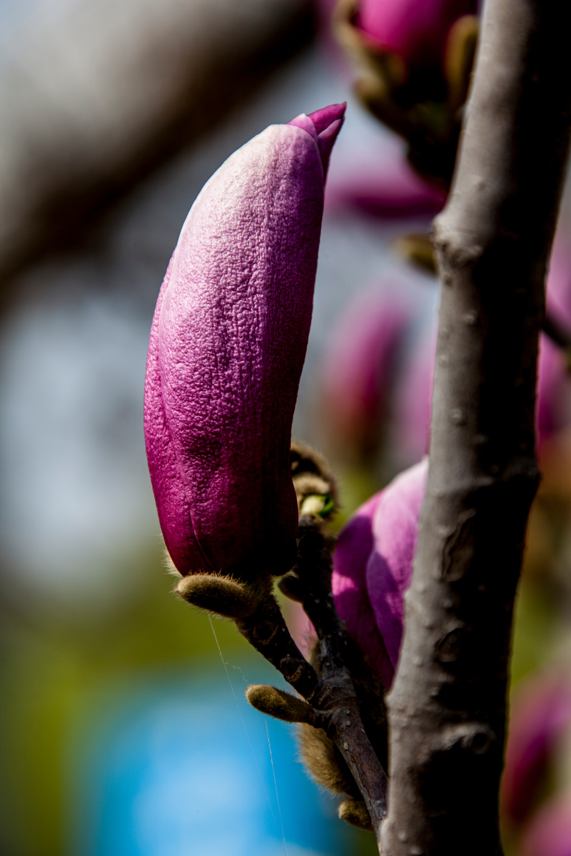 含苞待放粉色玉兰花pinkmagnoliaflowerbudding