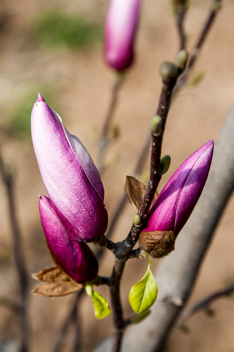 含苞待放粉色玉兰花pinkmagnoliaflowerbudding