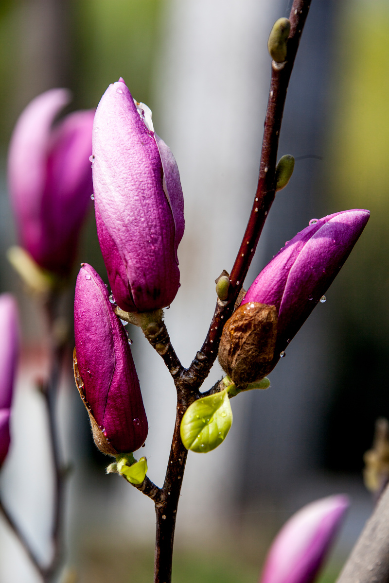 含苞待放粉色玉兰花pinkmagnoliaflowerbudding