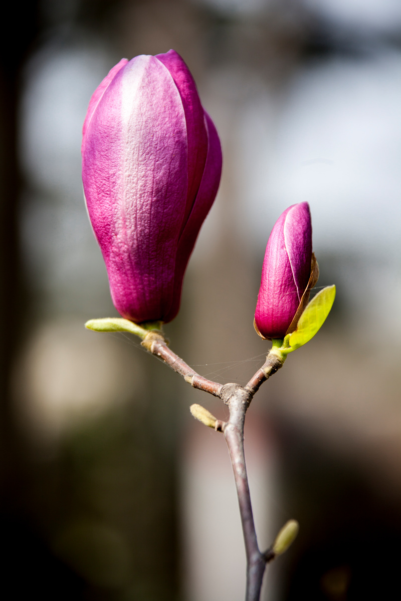 含苞待放粉色玉兰花pinkmagnoliaflowerbudding