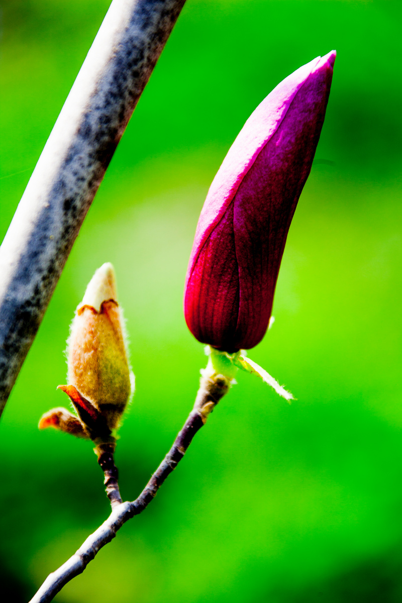 含苞待放粉色玉兰花pinkmagnoliaflowerbudding