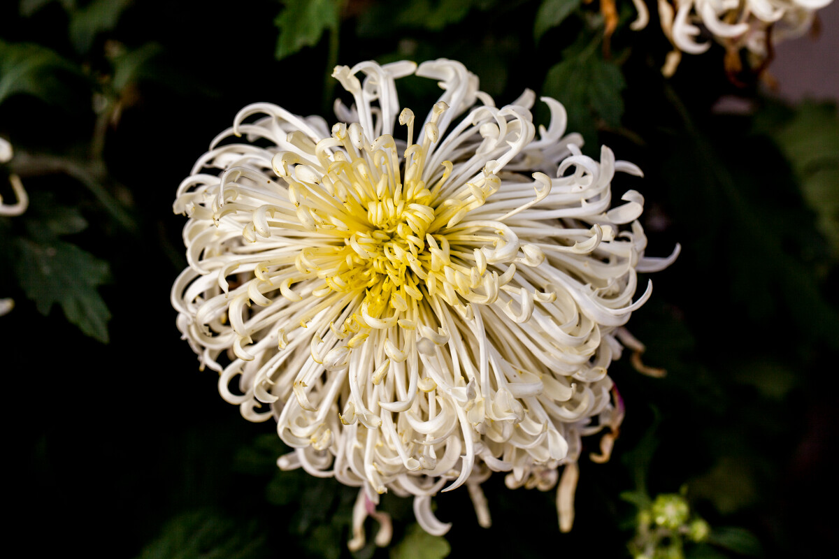 白菊花的养殖,第二集:白色菊花是仙女杯的矮子