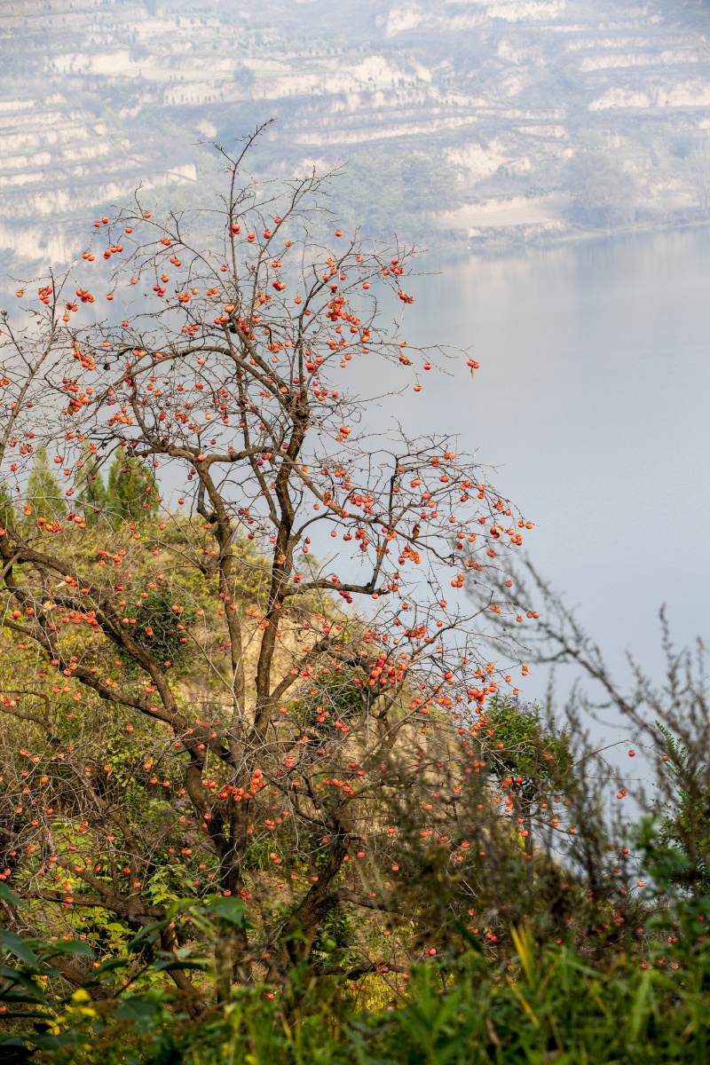 临潼代王镇零口村零河水库拍柿子树08