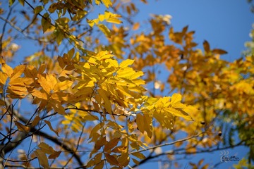 DSC_9205xs
