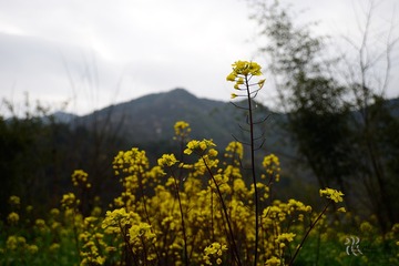 DSC_3609s