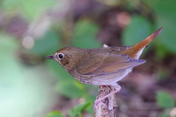 红尾歌鸲