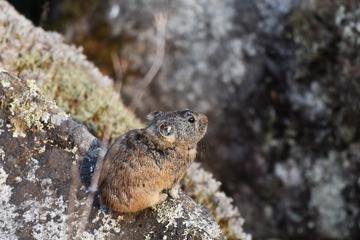 高山鼠兔_三站_黑河_郑运祥IBE_DSC_0005