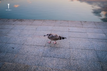 AAA_9982_