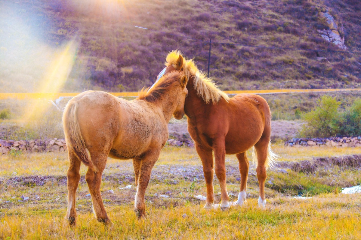 两匹马依偎在一起,阳光刚好散射下来,耳鬓厮磨大概就