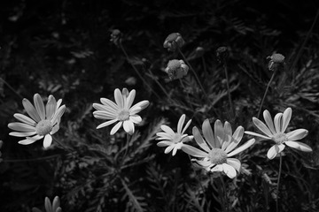 DP2M01291雏菊