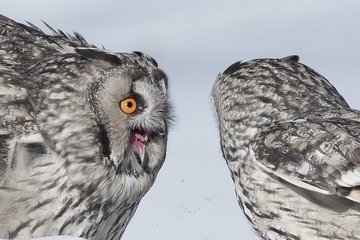 12967