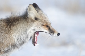 35341