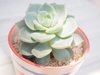 P1010043