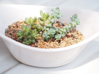 P1010044
