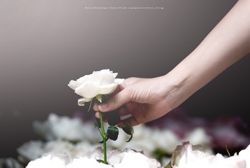 The rose in her hand